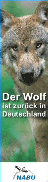 skyscraper_wolf
